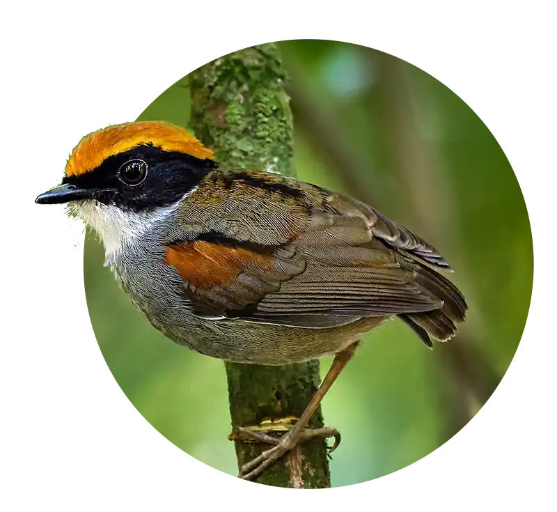 Cuspidor de Máscara Preta Black-cheeked Gnateater