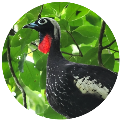 Jacutinga Jacutinga