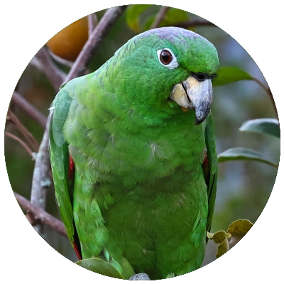Papagaio Moleiro Mealy Parrot