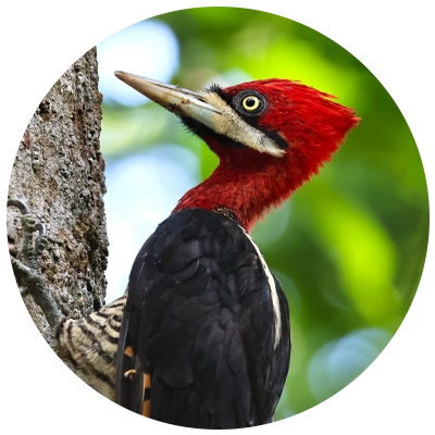 Pica-pau-rei Lineated Woodpecker