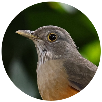 Sabiá Laranjeira Rufous bellied Thrush