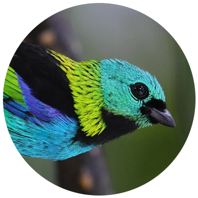 Saíra Sete-Cores Green-headed Tanager