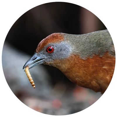 Sanã Castanha Russet crowned Crake