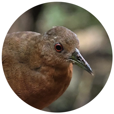 Saracura Lisa Uniform Crake