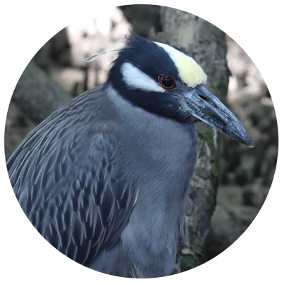 Savacu-de-Coroa Yellow-crowned Night-Heron