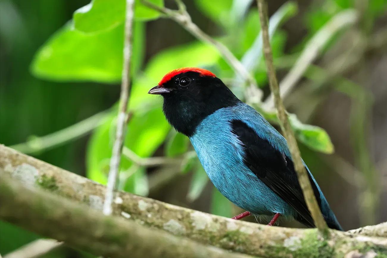 Tangará Swallow-tailed Manakin