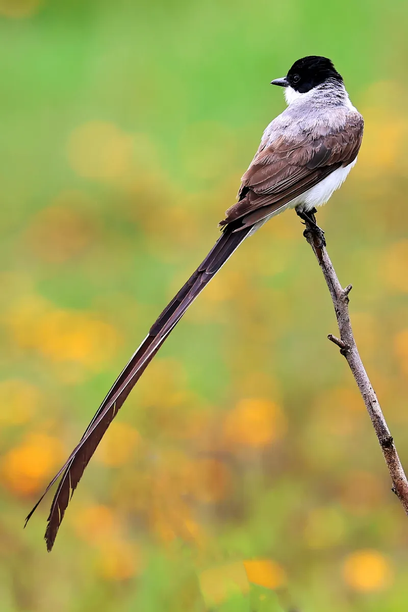 Tesourinha Fork-tailed Flycatcher
