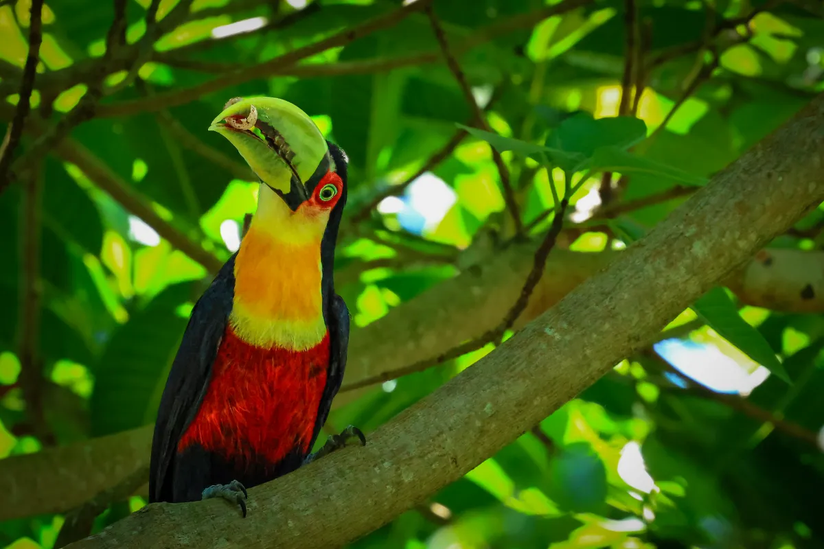 Tucano de Bico Verde Green-billed Toucan