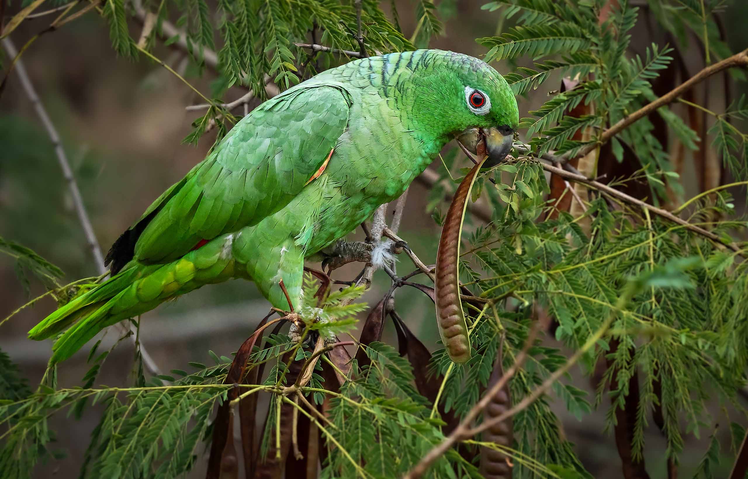 Birds of engenho